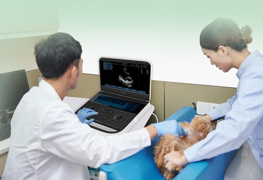 普迈思宠物腹部超声临床培训：聚焦实操，赋能精准诊疗